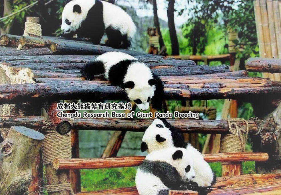 Chengdu Giant Panda